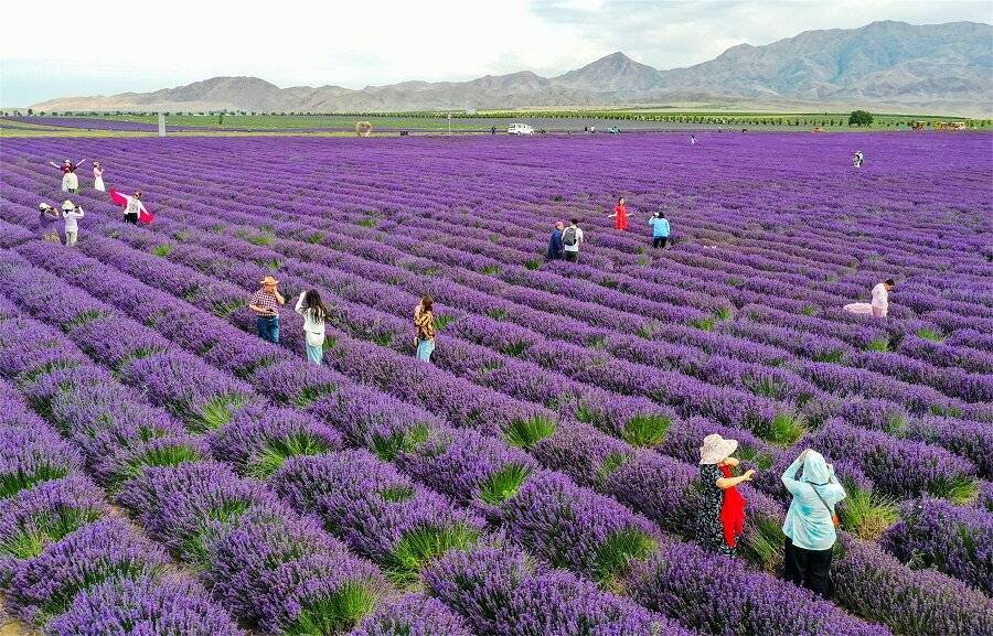 路文旅+农产品联动点亮中亚市场CQ9电子网站伊犁薰衣草香飘丝(图3)